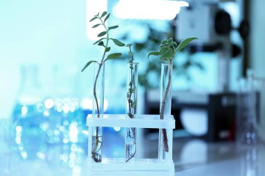Plants in test tubes 