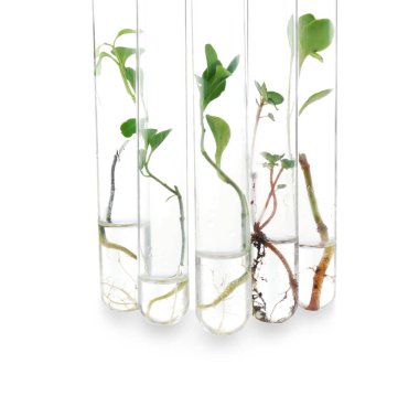 Plants in test tubes 