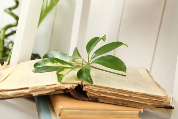 Book with scheffler leaf — Stock Photo, Image