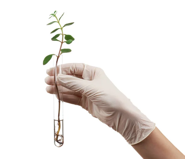 Hand in glove holding test tube — Stock Photo, Image