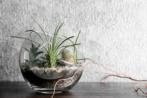Succulents ve kaktüs ile Florarium — Stok fotoğraf