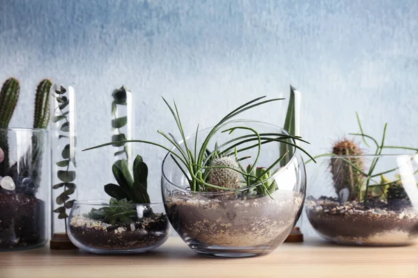 Florarium i glasvaser med suckulenter — Stockfoto