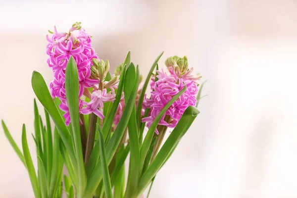 Beautiful purple hyacinth — Stock Photo, Image