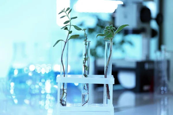 Plants in test tubes — Stockfoto