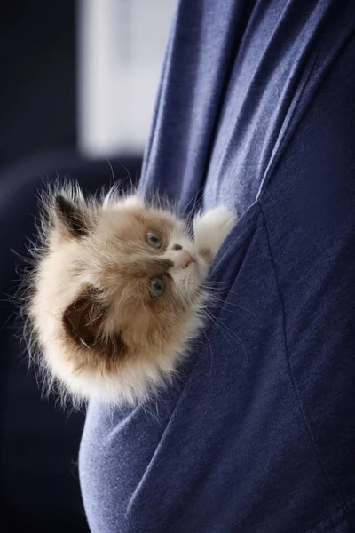 Котенок сидит в кармане — стоковое фото