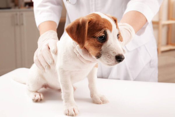 Veterinarian examining cute dog