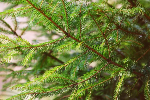 Veerboomtakken — Stockfoto