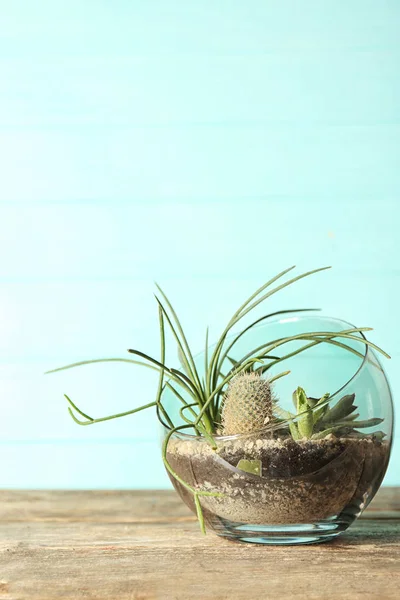 Pot en verre avec succulents — Photo