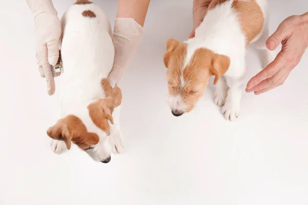 Sevimli köpek inceleyerek veterinerler — Stok fotoğraf