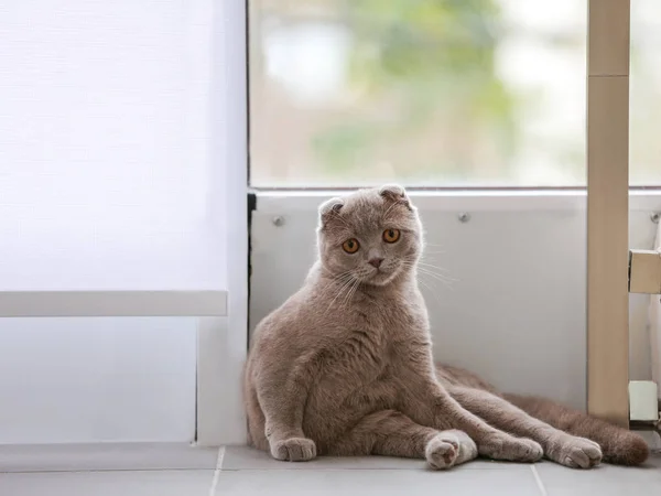 Carino gatto grigio — Foto Stock