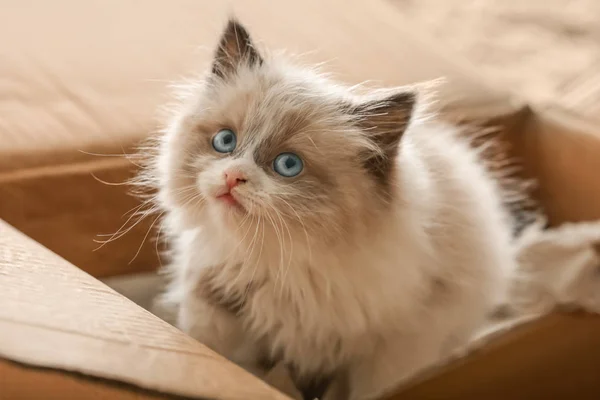 집에 있는 귀여운 고양이 — 스톡 사진