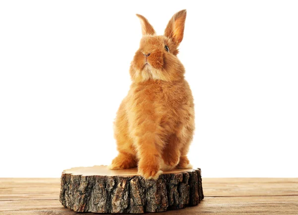 Lindo conejo esponjoso — Foto de Stock