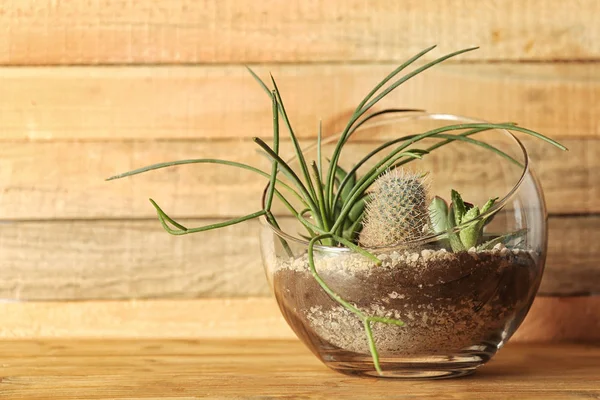 Glazen kom met vetplanten — Stockfoto