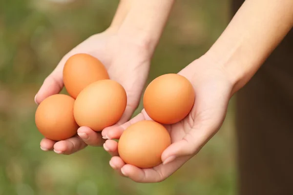 Female hands holding eggs — Stock Photo, Image