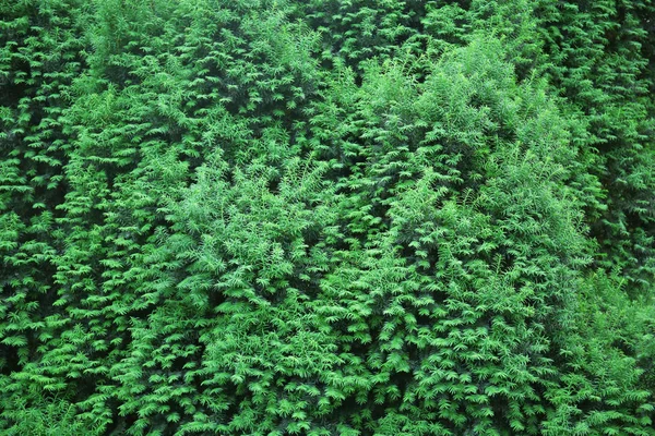 绿树背景 — 图库照片