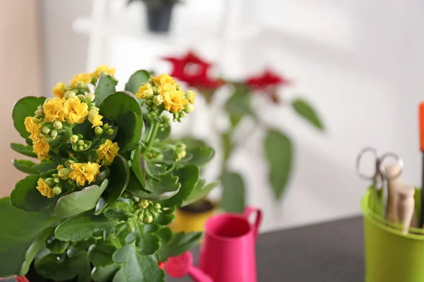 Schöne Blumen mit Gießkanne — Stockfoto