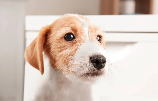 Cute funny puppy — Stock Photo, Image