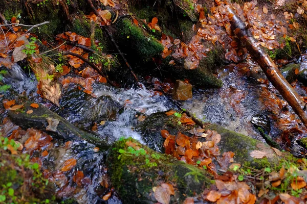 Fluxo de floresta montanhosa — Fotografia de Stock