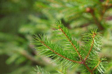 Firavun ağacı dalları