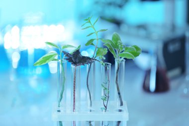 Plants in test tubes 
