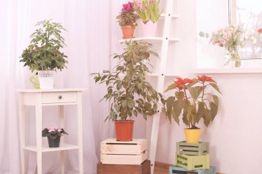 Evde tencere güzel bitki