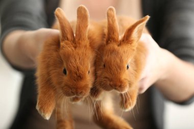 Eller komik tavşan, closeup tutan kadın