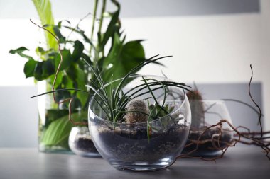 Cam vazo ile succulents Florarium