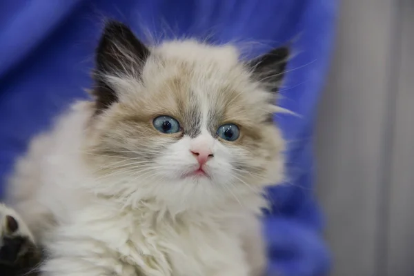 Schattig katje thuis — Stockfoto