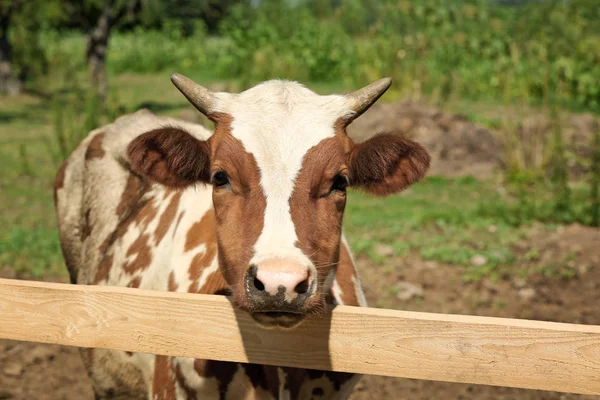 A kerítés mögött a farm tehén — Stock Fotó