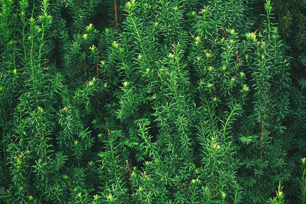 Verde flores silvestres fundo — Fotografia de Stock