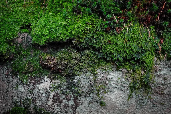 屋外の緑の苔 — ストック写真