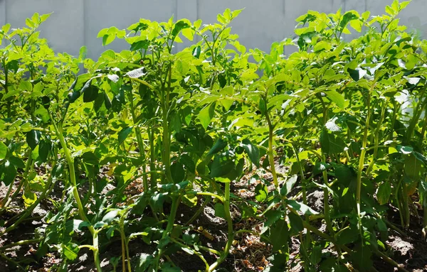 Green potato bush — Stock Photo, Image