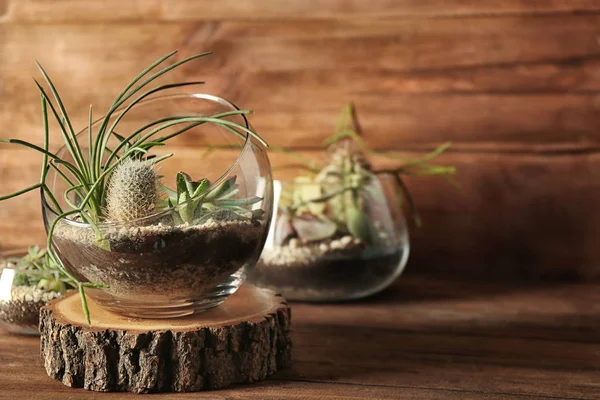 Pentole di vetro con succulente — Foto Stock