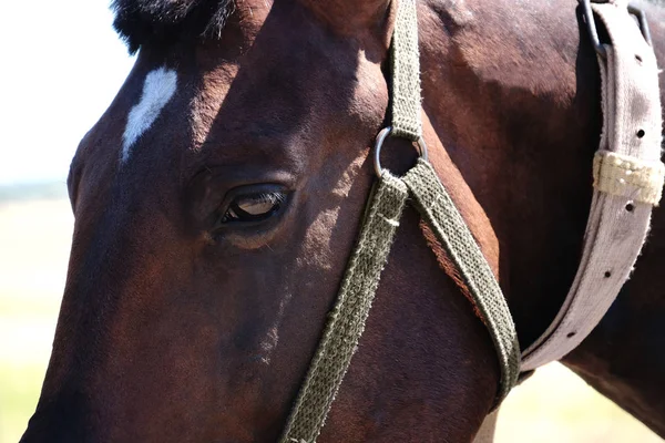 Vedoucí roztomilé hnědé koně — Stock fotografie