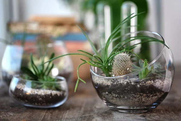 Mini jardín suculento en terrario de cristal — Foto de Stock