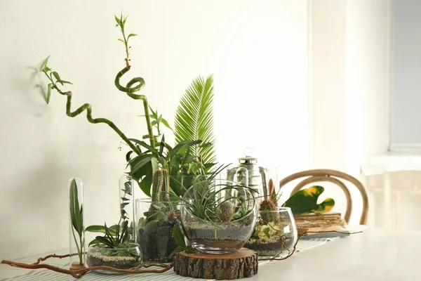 Succulent gardens in glass vases