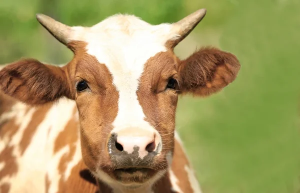 Корова на фермі за фехтуванням — стокове фото