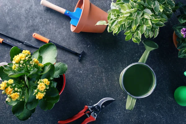 Schöne Pflanzen und Gartengeräte — Stockfoto