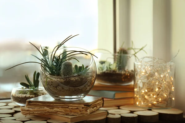 Мини-сочный сад в стеклянном террариуме — стоковое фото