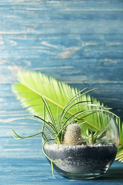 Glazen pot met vetplanten — Stockfoto