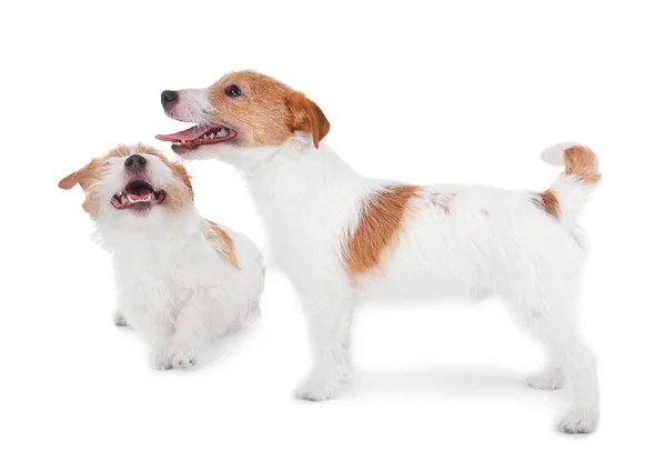 Cachorros engraçados — Fotografia de Stock