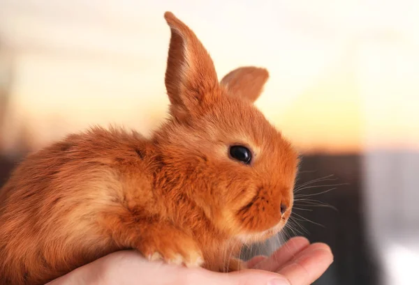 Femme tenant le lapin drôle mignon dans les mains, gros plan — Photo