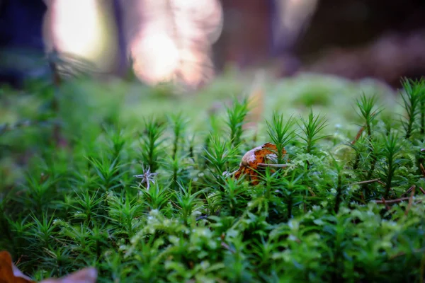 緑の苔や草 — ストック写真