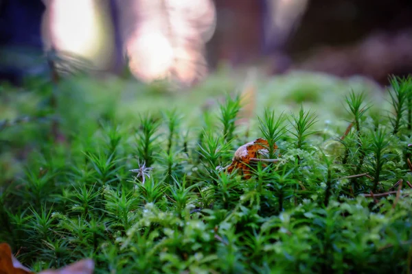 Mousse verte et herbe — Photo