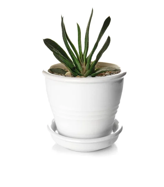 Houseplant in new pot — Stock Photo, Image