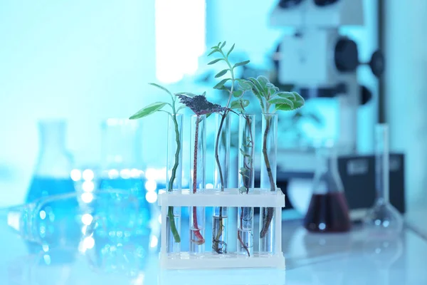 Plants in test tubes — Stok fotoğraf