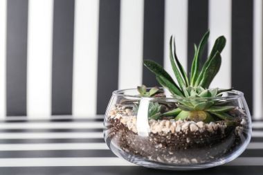 Florarium ile succulents oluşturma