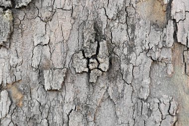 Ağaç kabuğu ağaç arka plan