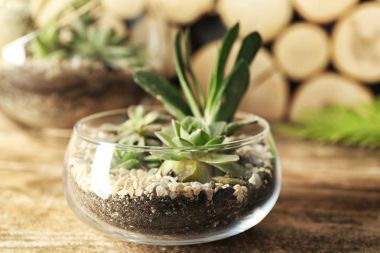 Succulents güzel kompozisyon