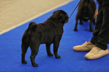 Şirin komik pugdog 